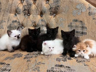 Siam and American Curl