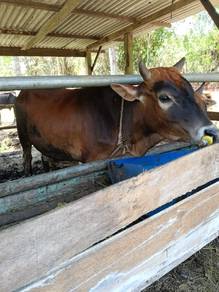 lembu korban 