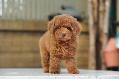 cavapoo4