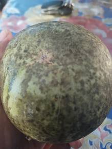 buah vilvam besar & segar untuk di jual
