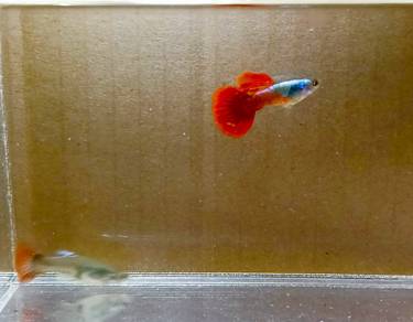 IKAN guppy 
