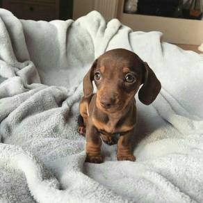 Peppy Dachshund cuddles,playful puppy Dog