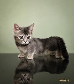 X9 Munchkin kittens 