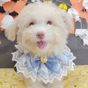 Maltipoo