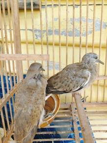 burung tekukur