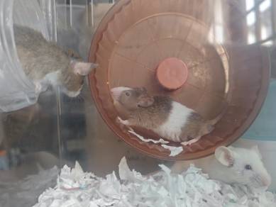 Fancy Rat