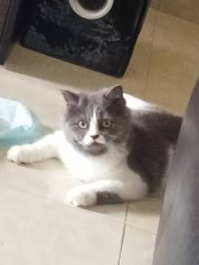 American curl mix persian  Rehome