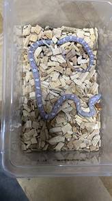 corn snake ular jagung boleh delivery