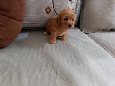 Tiny Poodle Taiwan Lineage Boy Puppy