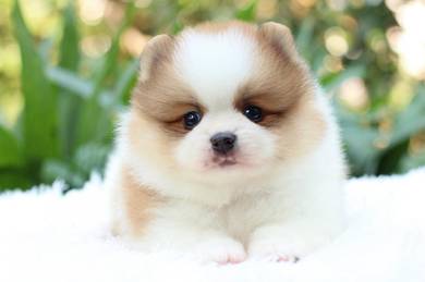 Pomeranian