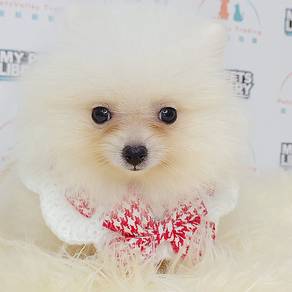 Pomeranian
