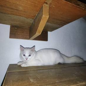 Anak kucing Putih Mata Biru💙5M♂Turkish Angora