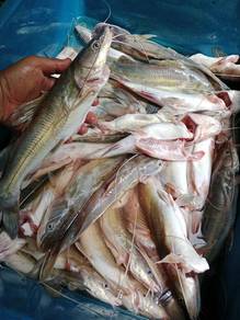 Ikan baung liar 