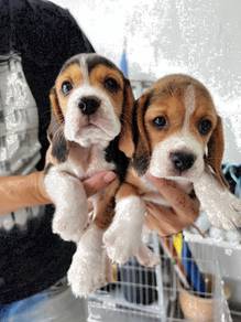 Beagle tri color pup