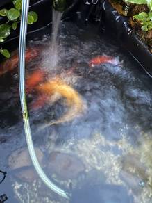 ikan koi biasa