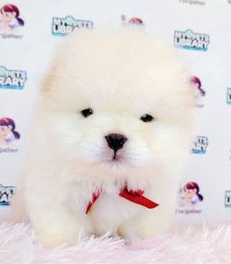 CHOW Chow