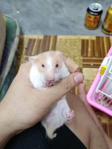 Syrian Hamster