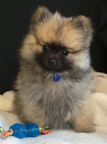 J7483 Winsome Pomeranian fluff thick hair puppy Pu