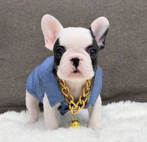 FRENCH BULLDOG PUPPIES VIP269🌻Cute & Healthy Girl