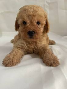 Poodle 2