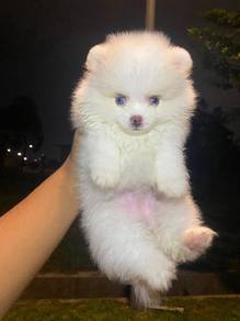 Tiny Pomeranian puppies 