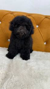 Poodle black pure breed