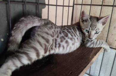 Female Silver Bengal Kitten
