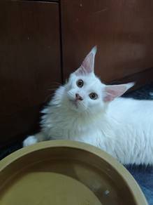 Maine Coon