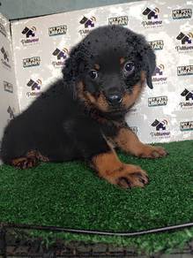 Rottweiler big bone quality with mka cert