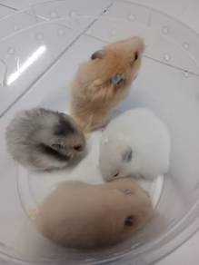 hamster syrian 
