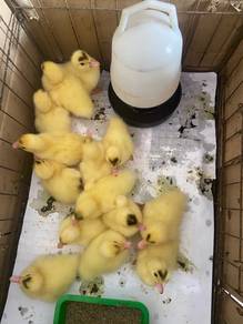 Anak Itik Serati Muscovy (Nila)
