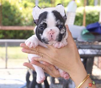 FRENCH BULLDOG PUPPIES G25🌻 Merle Male