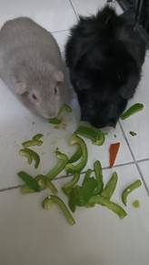 guinea pig