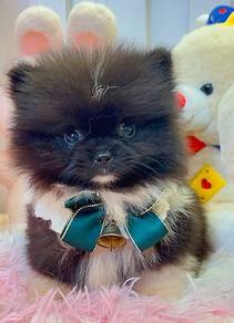 Pomeranian