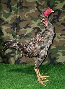 ayam Pama Line yokeree