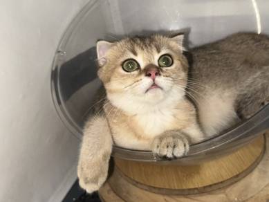 British Shorthair Golden