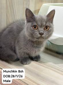 Munchkin BSH untuk Dijual !!