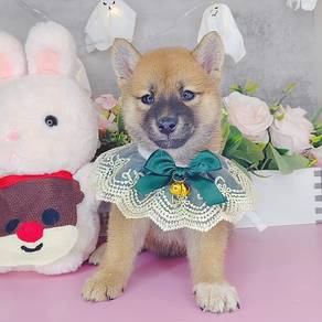 Shiba Inu