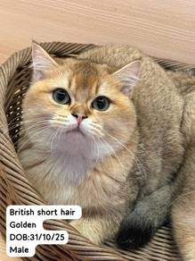 Golden British Short Hair Cat for Sale