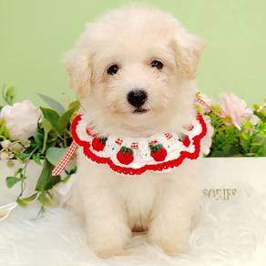 Maltipoo