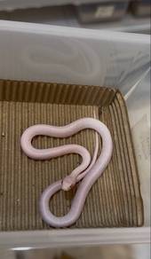 Corn Snake