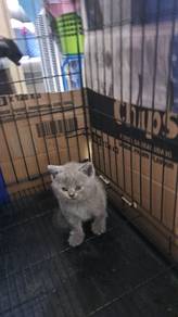 kitten male and mother