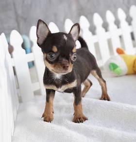 CHIHUAHUA PUPPIES 247 🌷Head Apple Cute Dog Boy