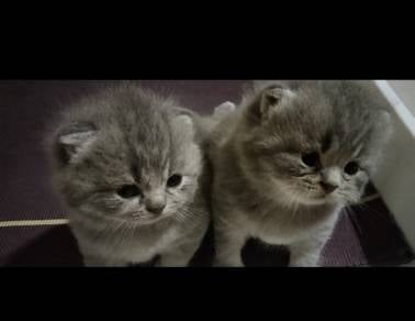 kitten 3 bln