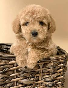 Beloved Poodle Little Cute Bear Face Puppy Baby Pu