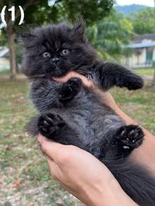 semi flat mix non standard munchkin