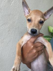 Puppy for adoption
