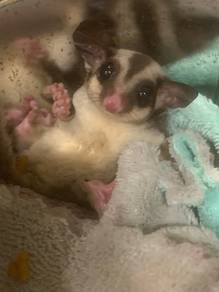 Sugar Glider (Male/Jantan)