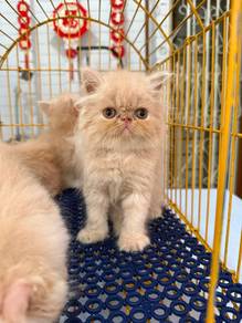 Persian cat