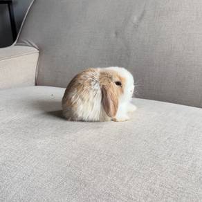Holland lop bunny ear lop rabbit arnab